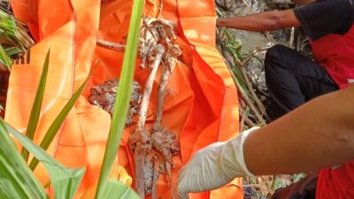 Kerangka manusia ditemukan di kebun tebu di Bantul. 