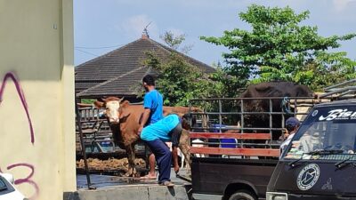 Aktivitas Pasar Hewan Siyonoharjo Gunungkidul kian ramai. (e linangkung) 