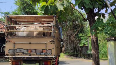 Sapi-sapi gunungkidul mulai banyak dikirim ke luar daerah. 